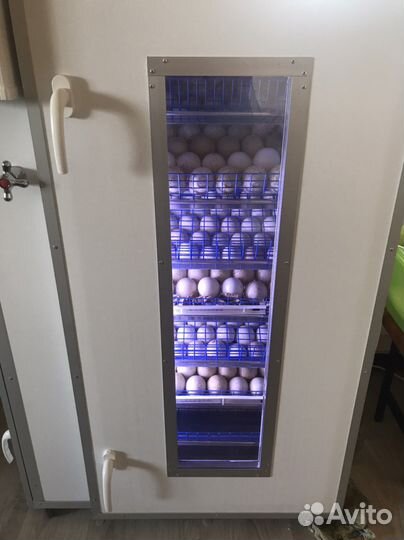 Индюки,индюшата