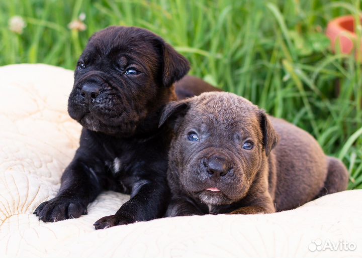 Щенки из профессионального питомника