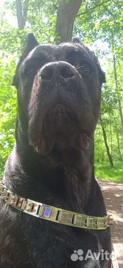 Фотосессия с собакой