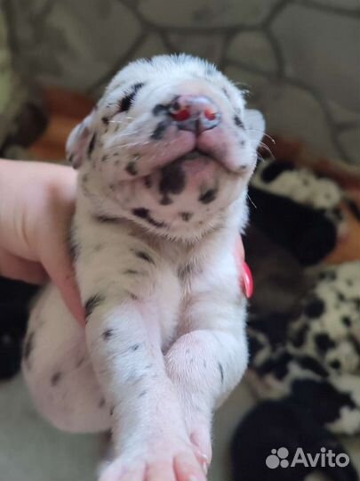 Немецкий дог