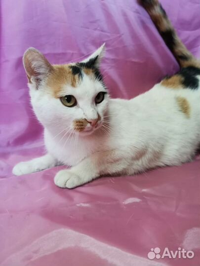 Кошечка Ева