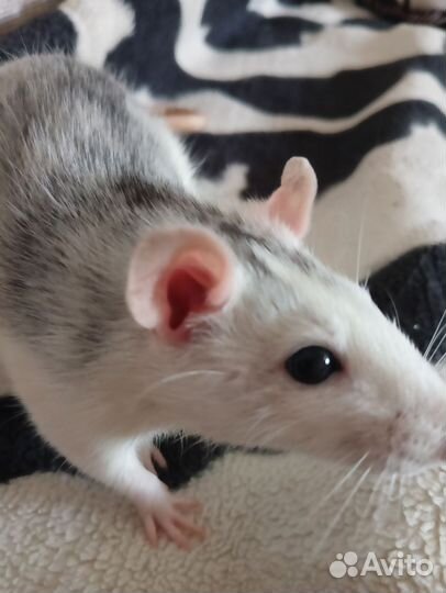 Крысы с клеткой