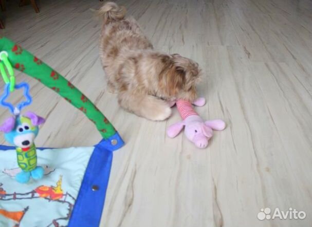 Мальтипушки, девочки