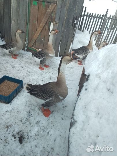 Гусь холмогорский