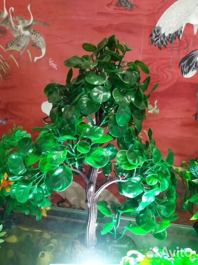 Растения для красоты аквариума