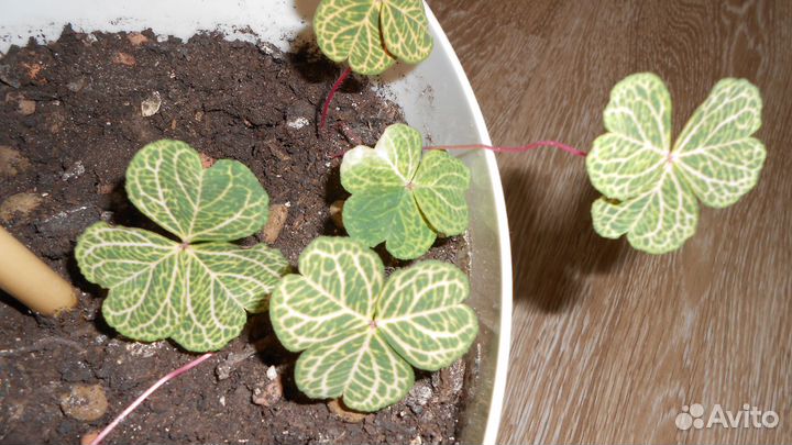 Кислица оксалис