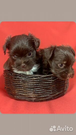 Йоркширский терьер