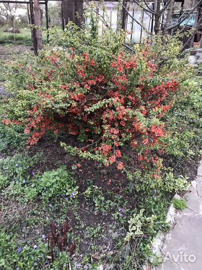 Красиво цветущие кустарники