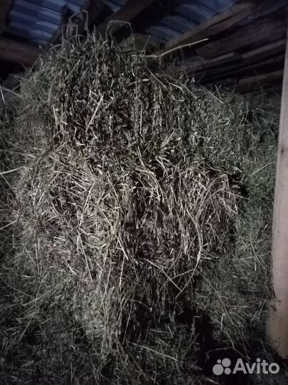 Сено люцерны в тюках