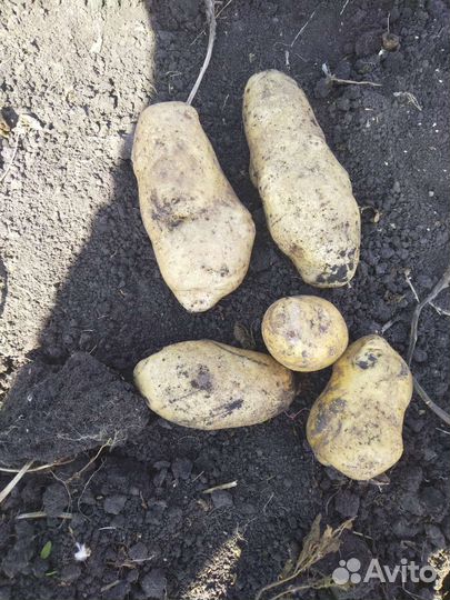 Продам картофель