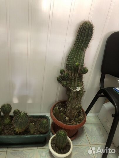 Продаются алоэ и кактусы