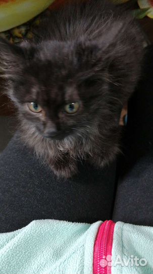 Котята турецкой ангоры