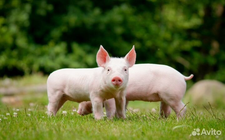 Продам поросят