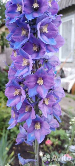 Дельфиниумы разных сортов