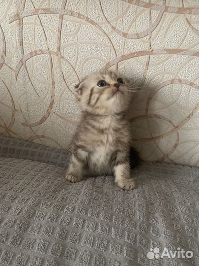 Шотландская вислоухая кошечка и мальчик