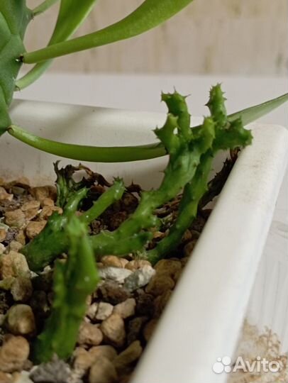 Эуфорбии (молочаи)