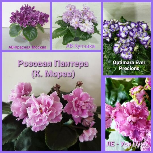 Детки сортовых фиалок