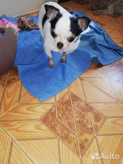 Солнышко (мини) чишка