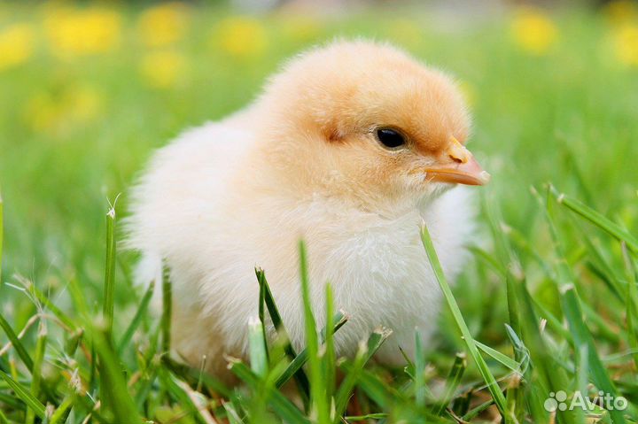 Цыплята бройлеры