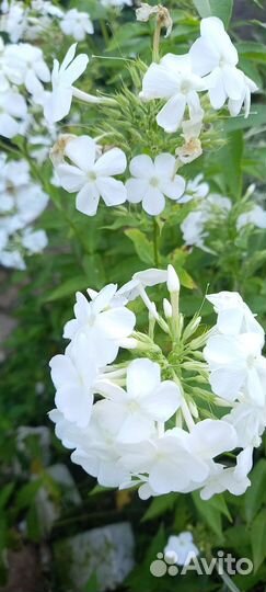 Продаю многолетники