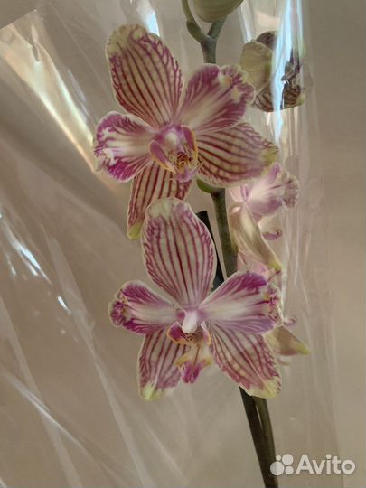 Орхидея фаленопсис бабулетка Торино (бантик)