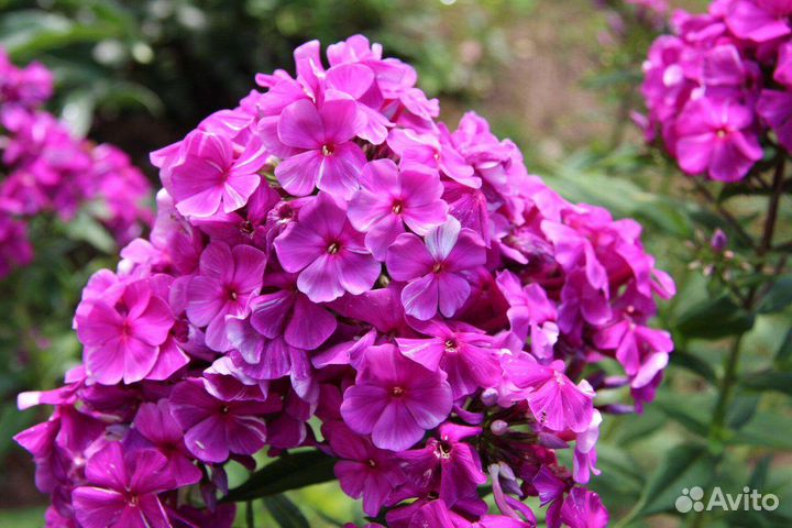 Флокс сортовой