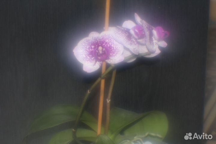 Монокль из Helios 44-2, переходник М-42 на Canon