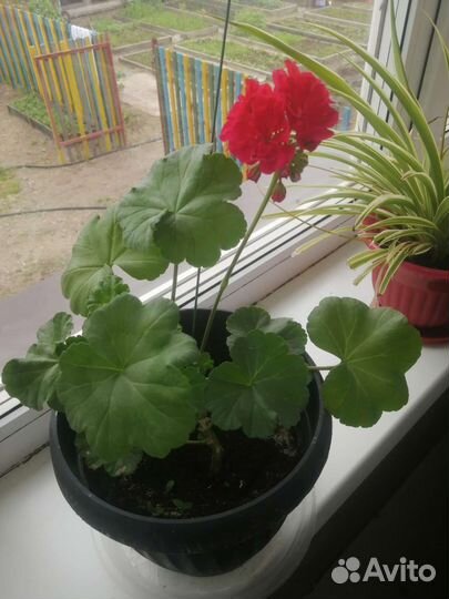 Герань пеларгония цветущее растение