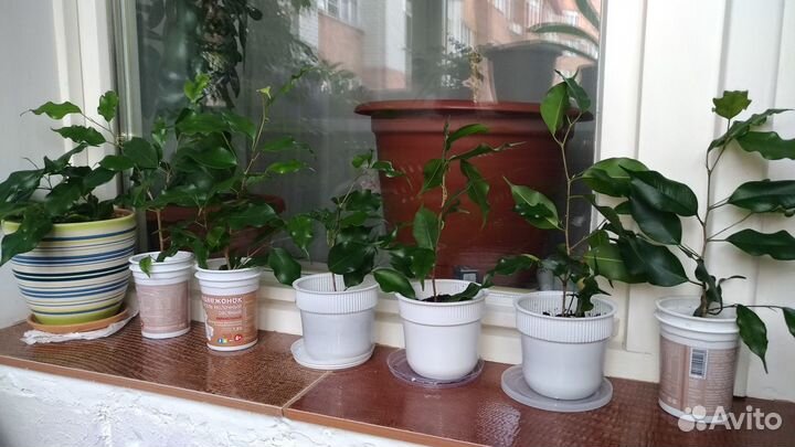 Молодые фикусы Бенджамина
