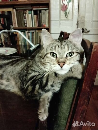 Бенгальский мраморный кот вязка