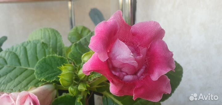 Глоксиния махровая-розовая и фиолетовая