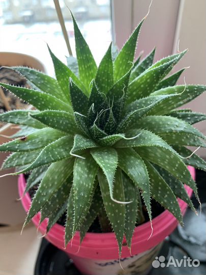 Суккуленты. Комнатные растения