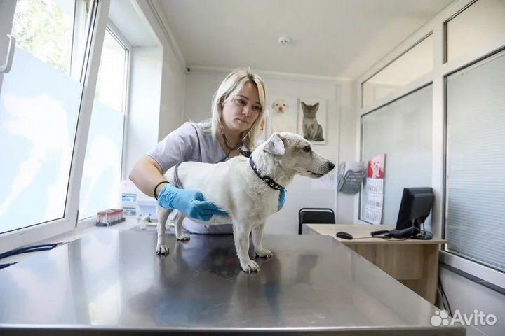 Ветеринарный врач круглосуточно