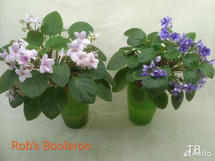 Фиалки-трейлеры (ампельные)