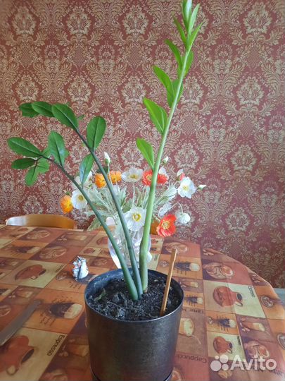 Комнатные цветы