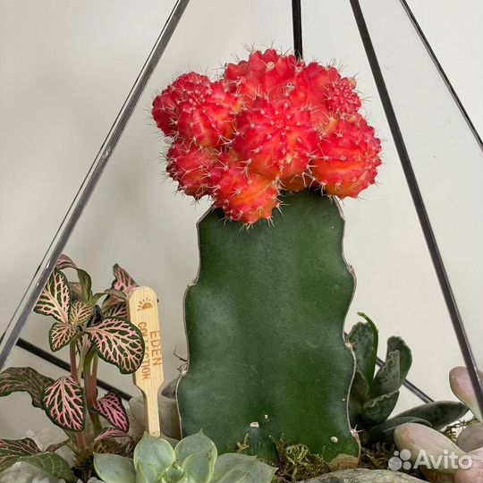 Флорариум с кактусом «Красный бархат»