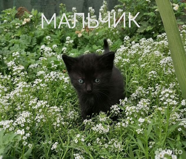 Котята