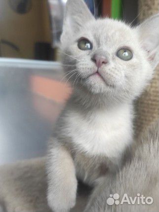 Бурманский лиловый мальчик