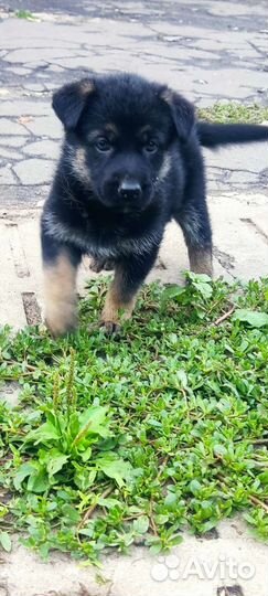 Восточноевропейская овчарка