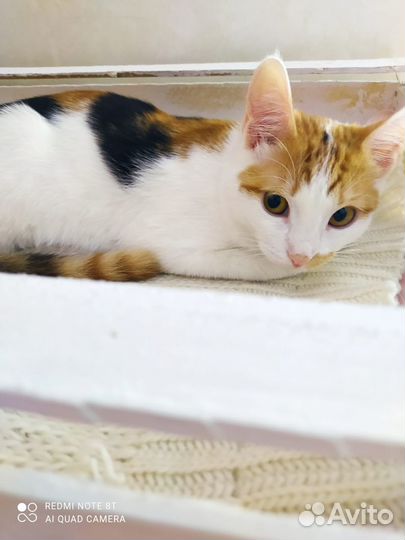 Машенька и Семушка, два неразлучника в одну семью