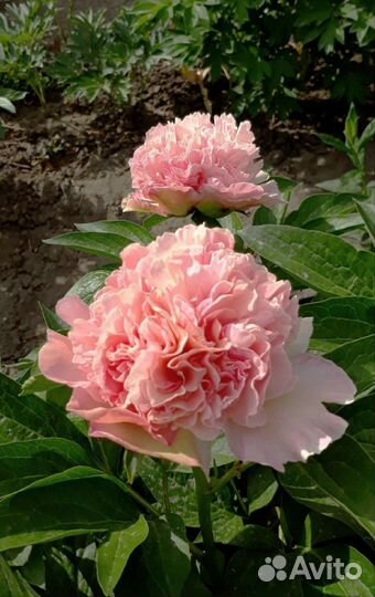 Корни пионов на осень