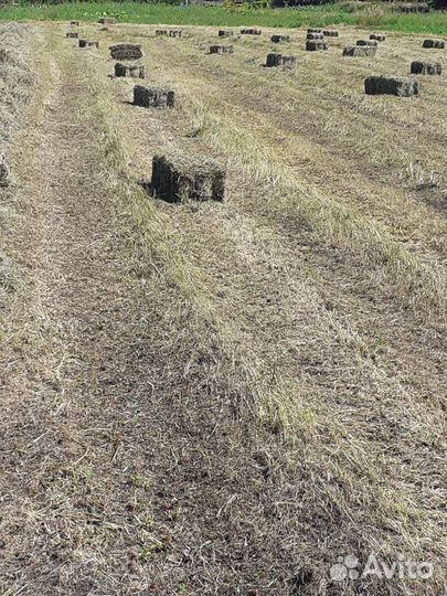 Сено в тюках атава