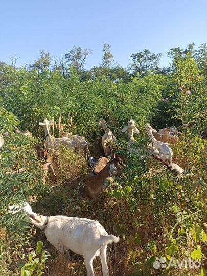Продам коз