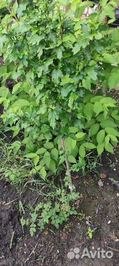 Гибискус на штамбе