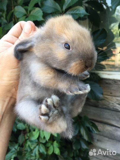 Французский баран