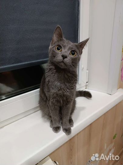 Кошка в дар бесплатно