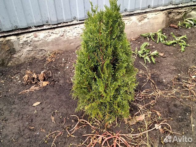 Растение ель