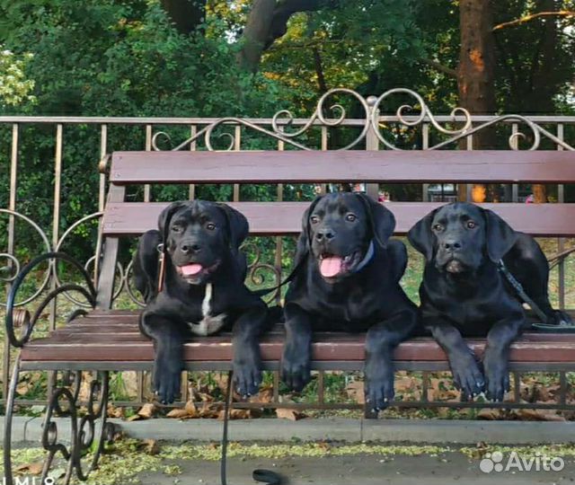 Щенки кане Корсо