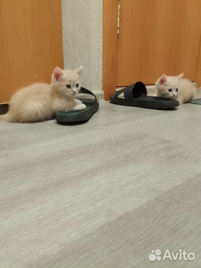 Котятки в добрые руки от домашней кошечки