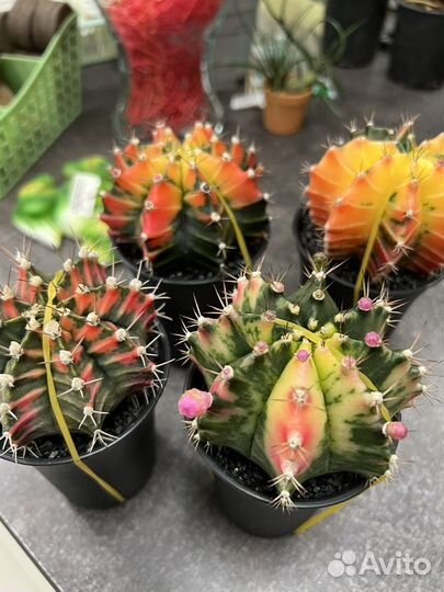 Гимнокалициум вариегатный